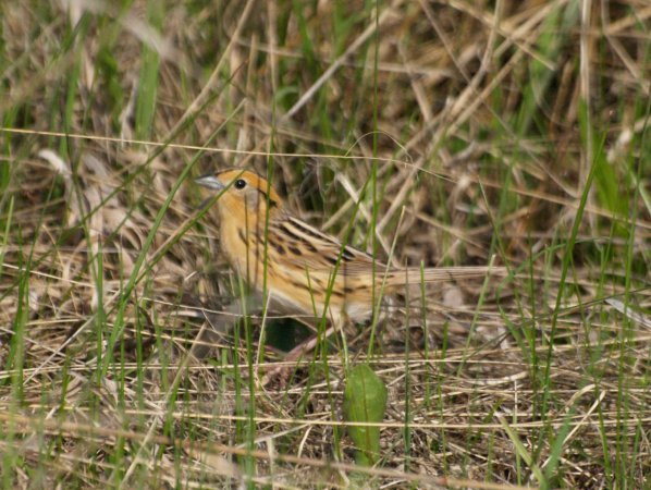 Photo (3): Le Conte's Sparrow