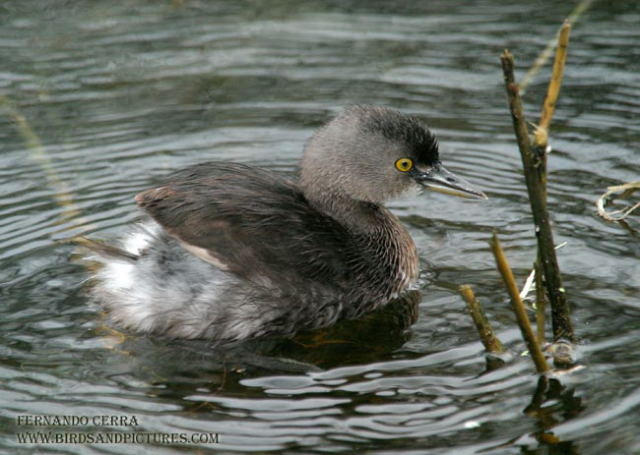 Photo (9): Least Grebe