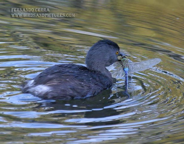 Photo (3): Least Grebe