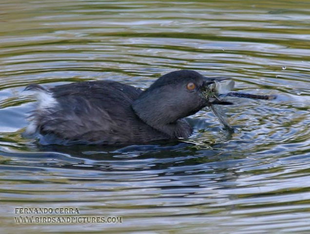 Photo (7): Least Grebe