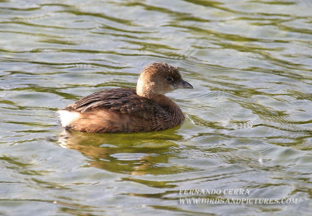 Photo (16): Pied-billed Grebe