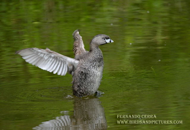 Photo (5): Pied-billed Grebe