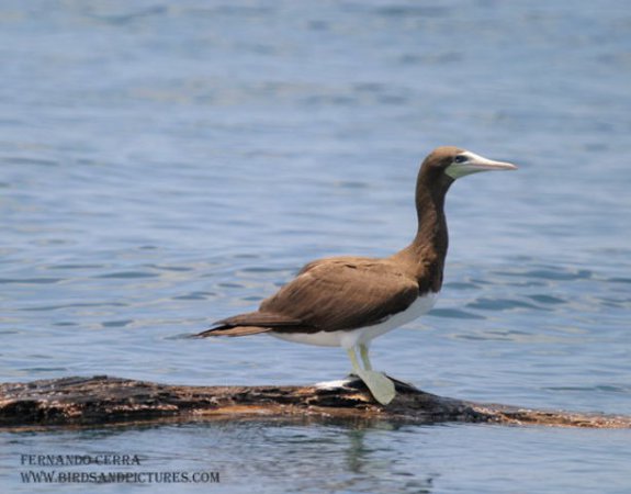 Photo (5): Brown Booby