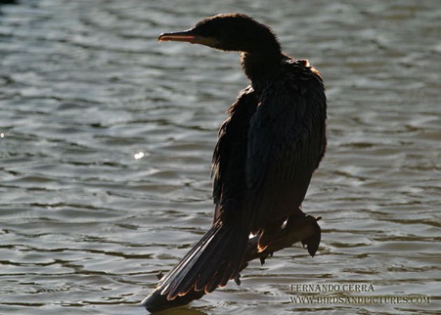 Photo (7): Neotropic Cormorant