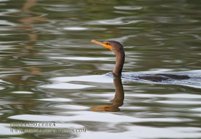 Photo (9): Double-crested Cormorant