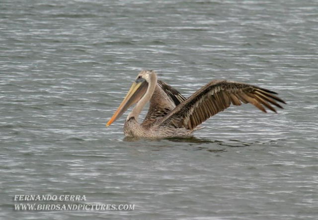 Photo (19): Brown Pelican