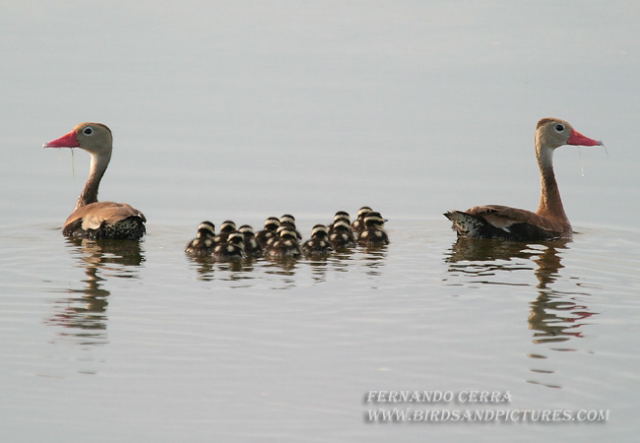 Photo (23): Black-bellied Whistling-Duck