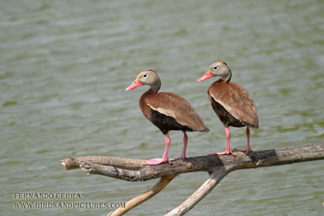 Photo (4): Black-bellied Whistling-Duck