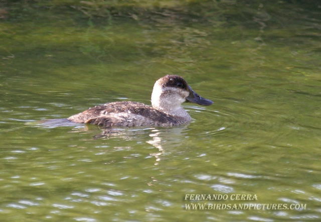 Photo (8): Ruddy Duck