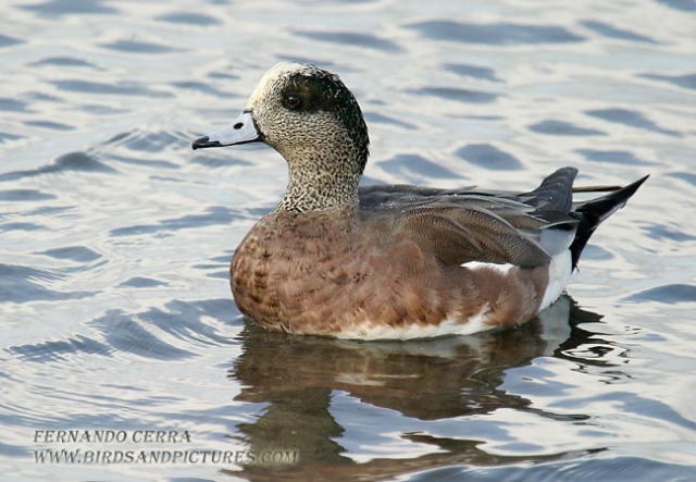 Photo (17): American Wigeon