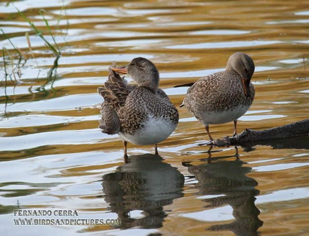 Photo (18): Gadwall