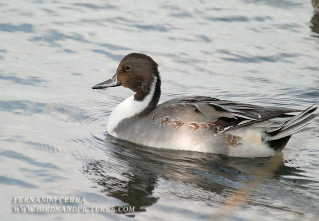 Photo (10): Northern Pintail