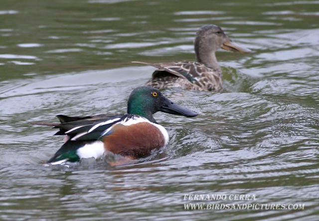Photo (8): Northern Shoveler