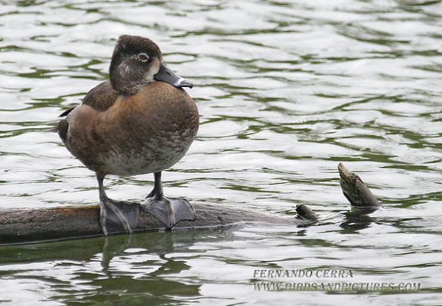 Photo (24): Ring-necked Duck
