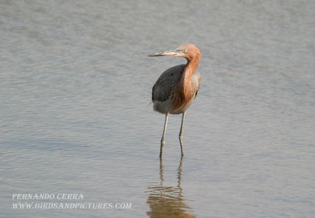 Photo (2): Reddish Egret