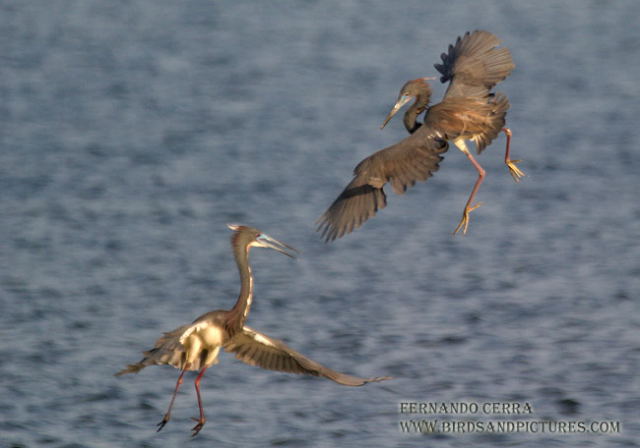 Photo (5): Tricolored Heron