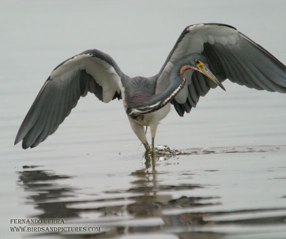 Photo (4): Tricolored Heron