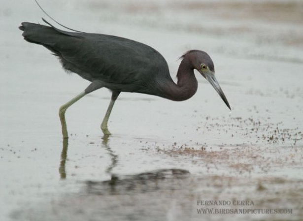 Photo (7): Little Blue Heron