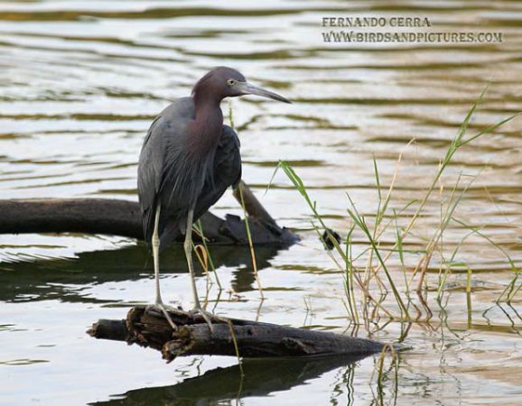Photo (10): Little Blue Heron