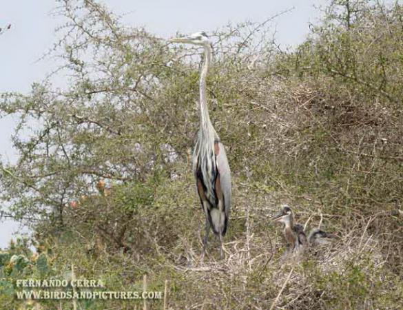 Photo (22): Great Blue Heron