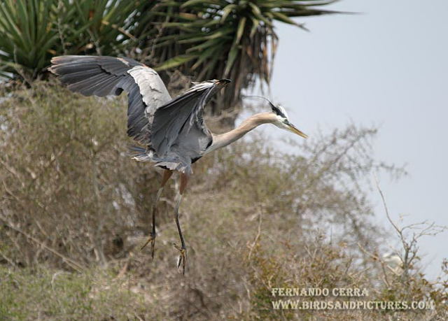 Photo (10): Great Blue Heron
