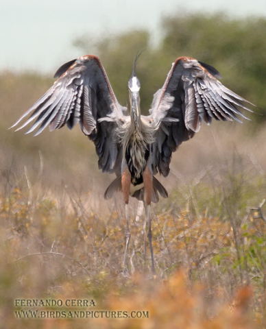Photo (11): Great Blue Heron
