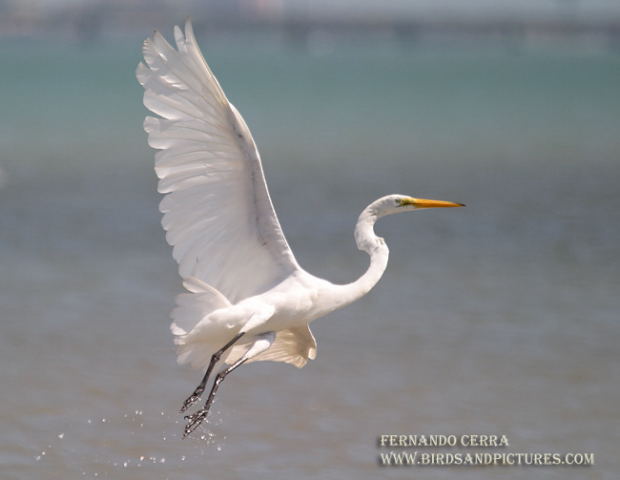 Photo (7): Great Egret
