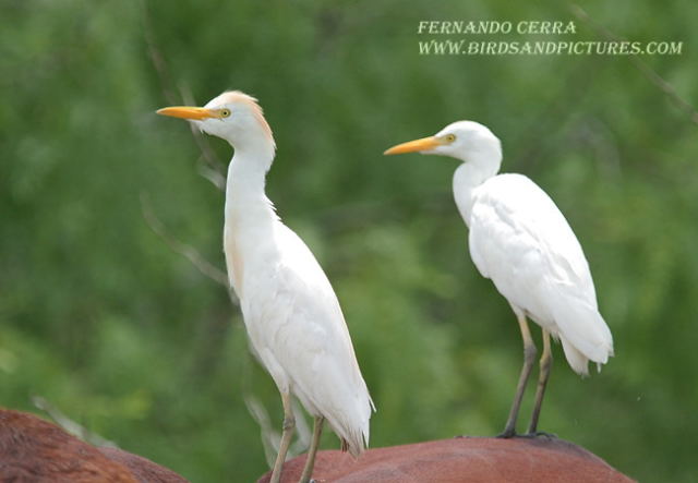 Photo (5): Cattle Egret