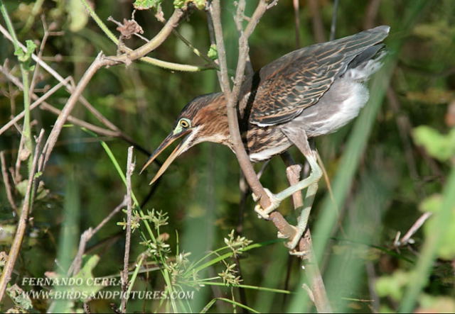 Photo (12): Green Heron