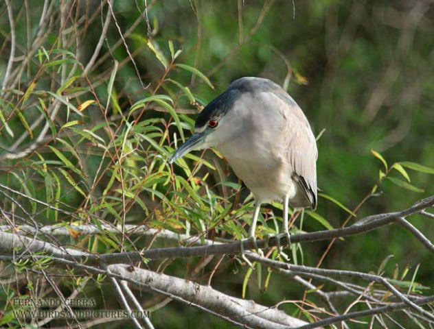 Photo (7): Black-crowned Night-Heron