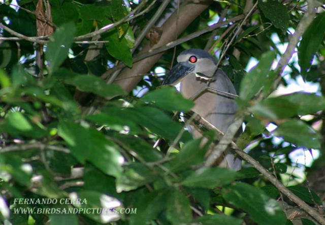 Photo (10): Boat-billed Heron