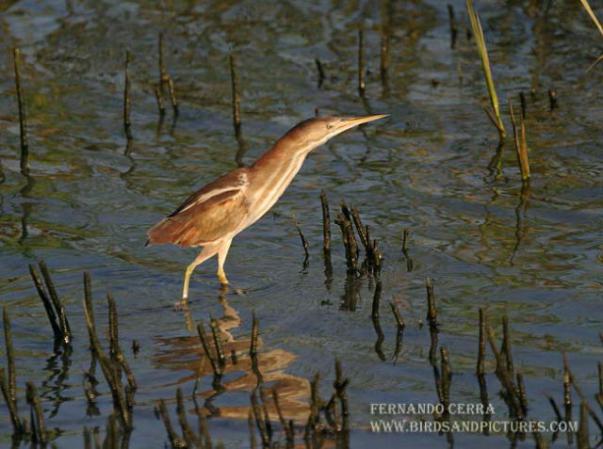 Photo (15): Least Bittern