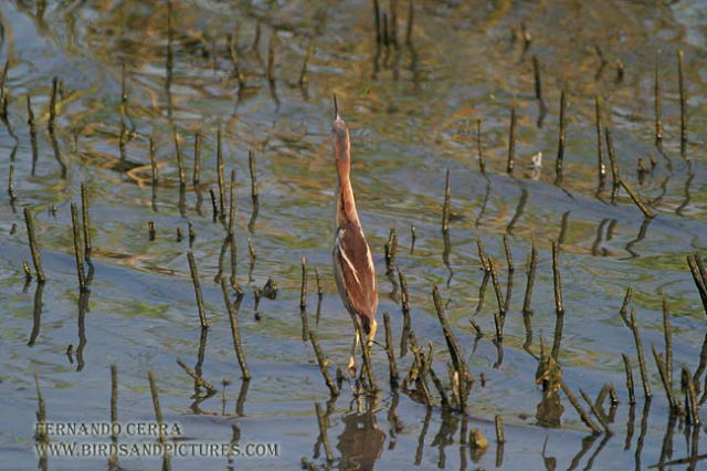 Photo (11): Least Bittern