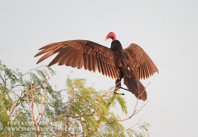Photo (6): Turkey Vulture