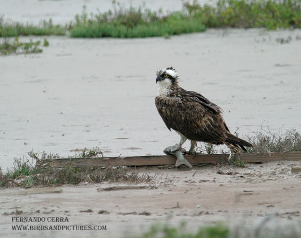 Photo (6): Osprey