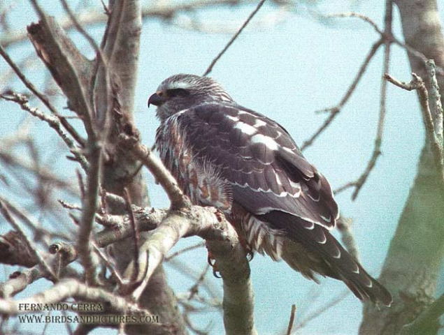 Photo (16): Mississippi Kite