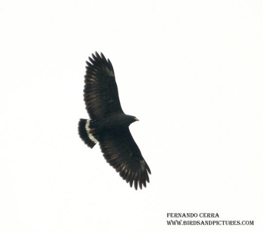 Photo (6): Common Black Hawk