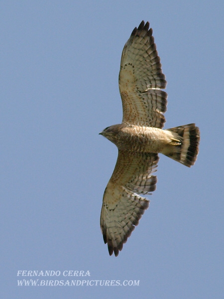 Photo (2): Quiz Species