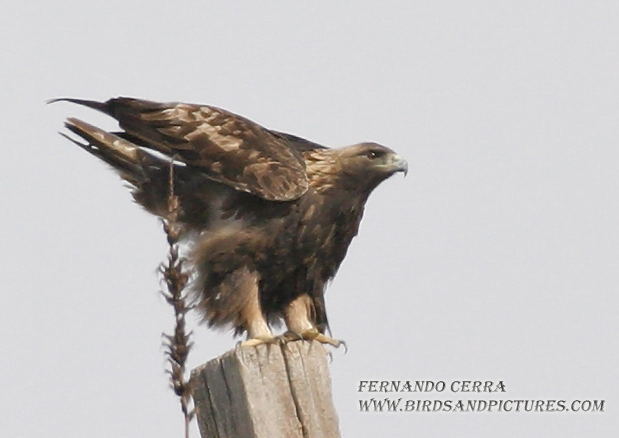 Photo (3): Golden Eagle