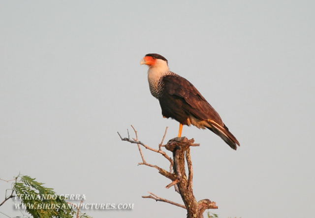 Photo (1): Crested Caracara