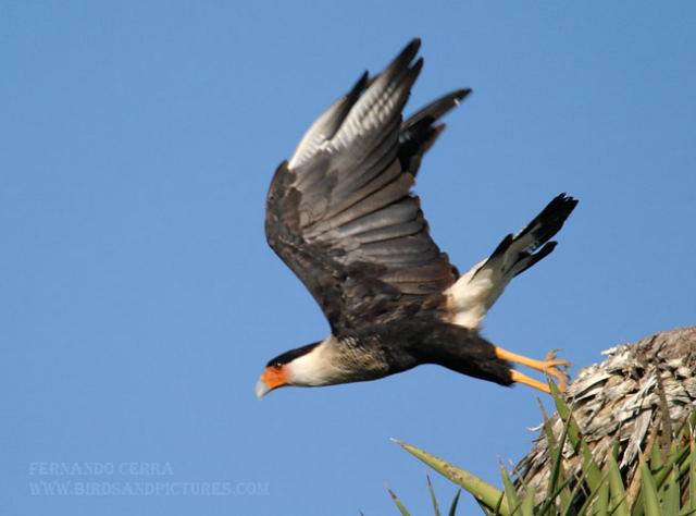 Photo (4): Crested Caracara