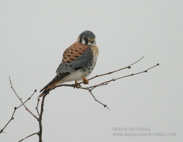 Photo (20): American Kestrel