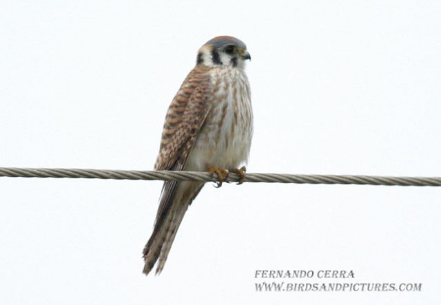 Photo (21): American Kestrel
