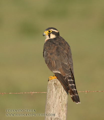 Photo (1): Aplomado Falcon