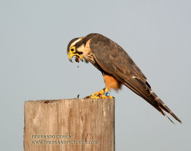 Photo (4): Aplomado Falcon
