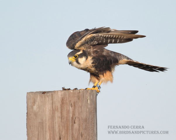 Photo (5): Aplomado Falcon