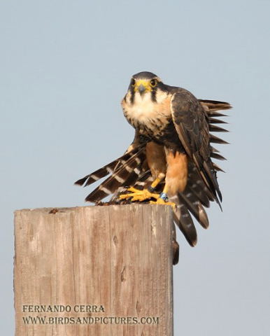 Photo (6): Aplomado Falcon