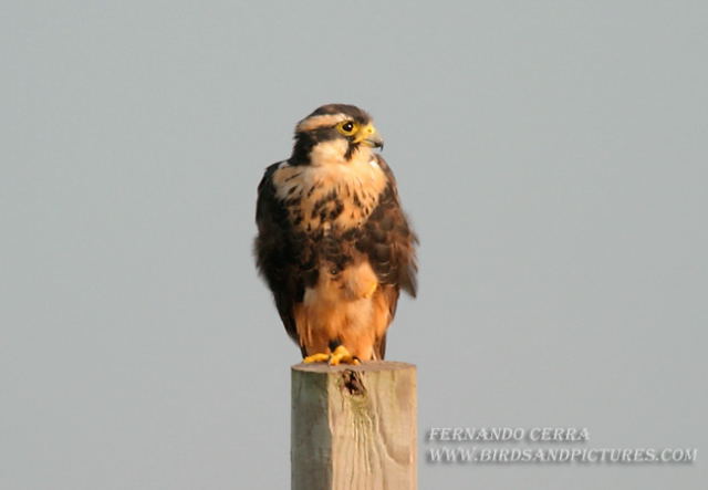 Photo (9): Aplomado Falcon