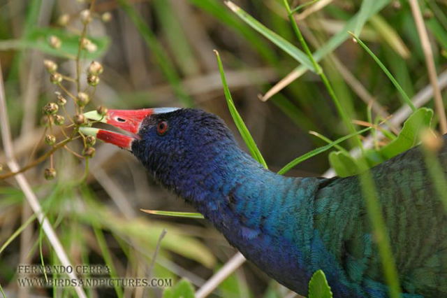 Photo (3): Purple Gallinule