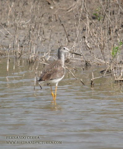 Photo (15): Greater Yellowlegs